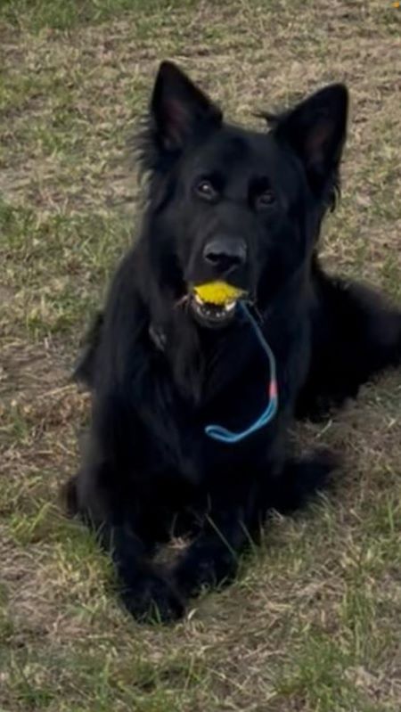 Hilfe für Tiere in Not Wer Hunde nicht gut behandelt, sollte nie mehr einen Hund halten dürfen